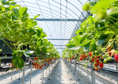 Growing-Strawberries-Indoors-1 Growing-Strawberries-Indoors-1