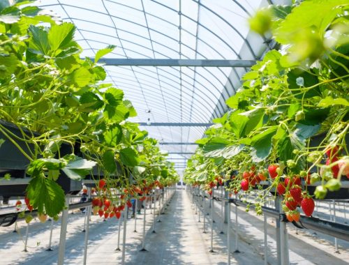 Growing-Strawberries-Indoors-1